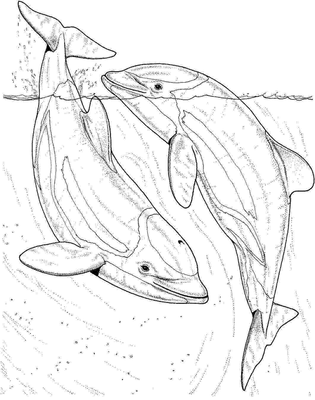 Two dolphins in the sea Coloring Page