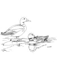 Two Mallard ducks in the pond Coloring Pages