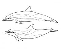 Amazon river Dolphin and Spinner Dolphin Coloring Pages