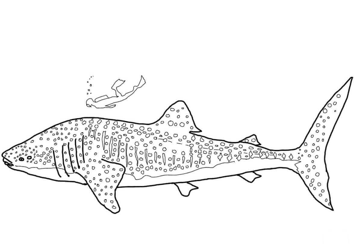 The Graceful And Harmless Whale Shark Is The Largest Fish In The World Coloring Pages