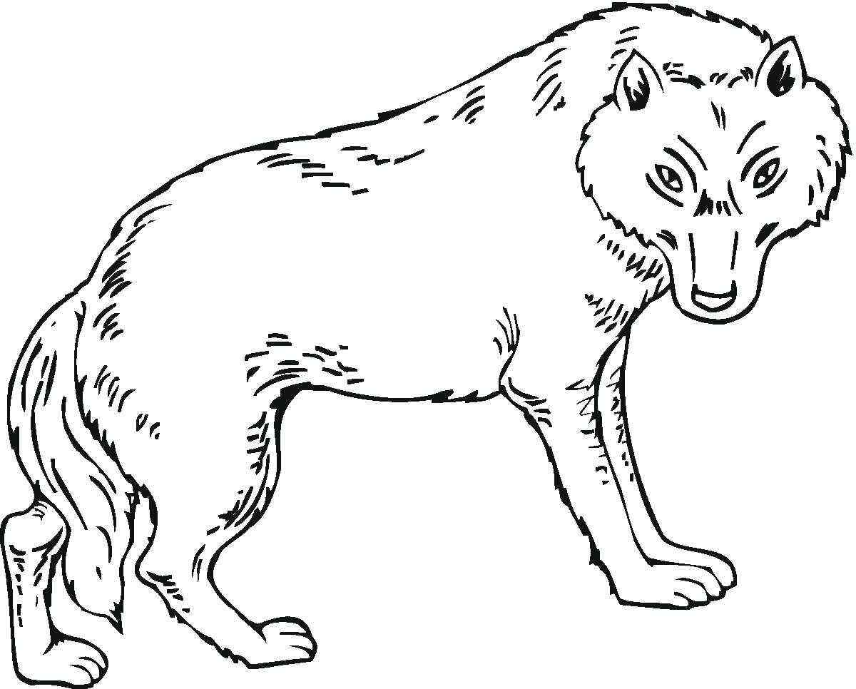 The Wolf Has Dangerous Eyes Coloring Pages
