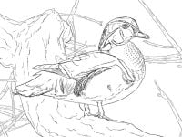 Wood duck drake has a boxy and crested head Coloring Pages
