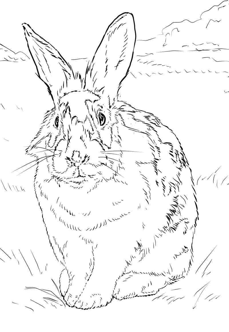 Black and white old rabbit on the grass Coloring Pages