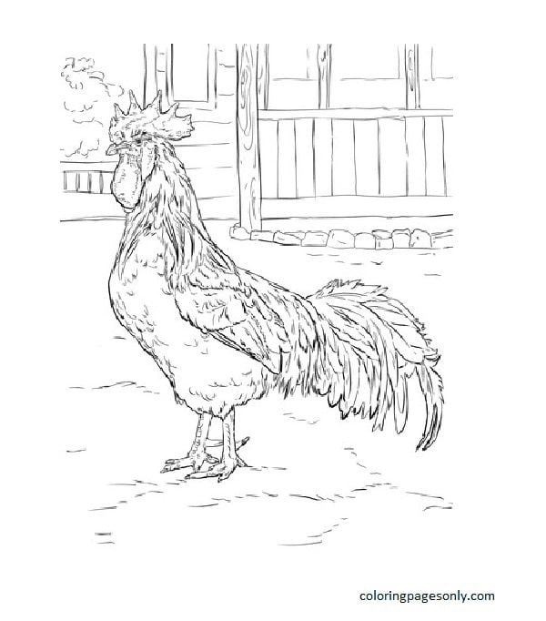 Coq Leghorn brun de poulet