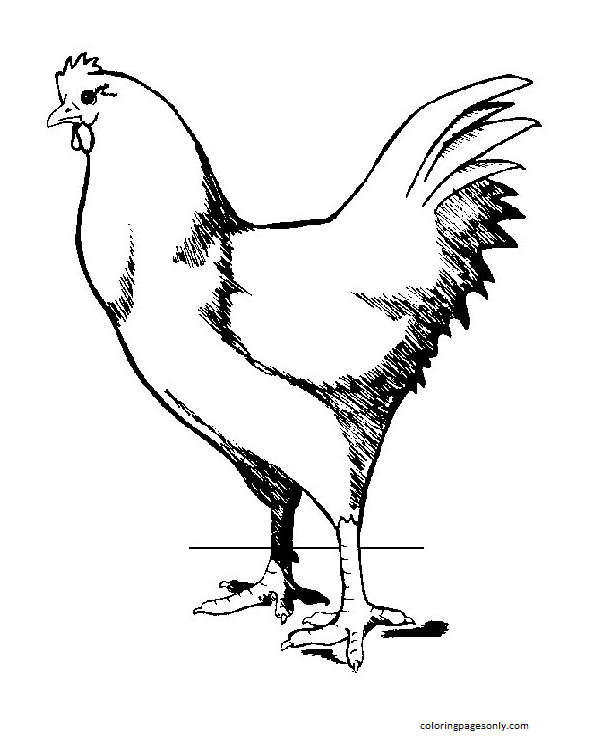 Pollo De Pollo