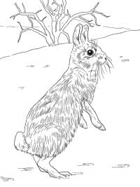 Cottontail rabbit has a distinctive cotton-ball tail Coloring Page