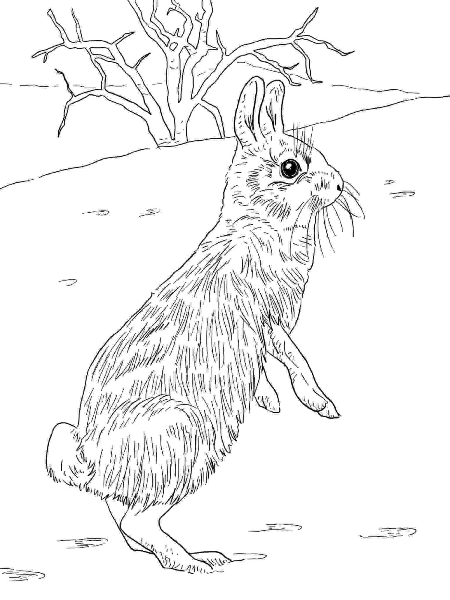 Cottontail rabbit has a distinctive cotton-ball tail from Bunny