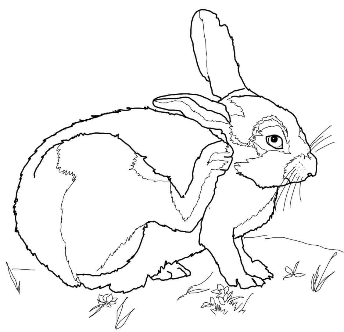 大棉尾兔从兔子身上抬起腿