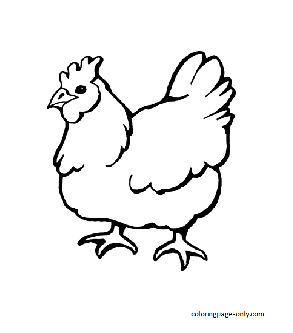 Gallina doméstica de pollo.