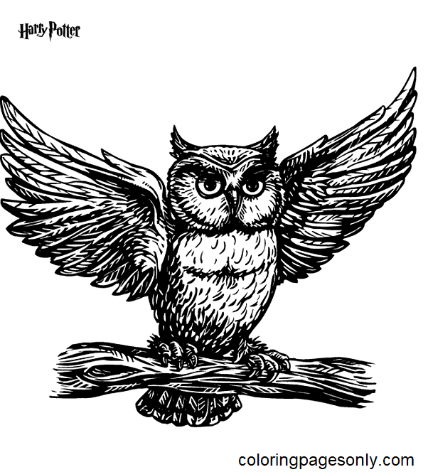 Hedwig 1 uit Harry Potter