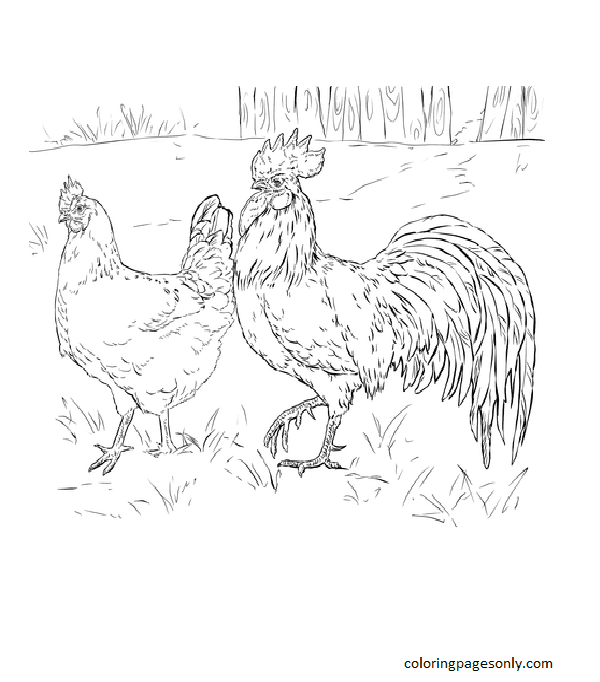 Hen and Rooster Coloring Page