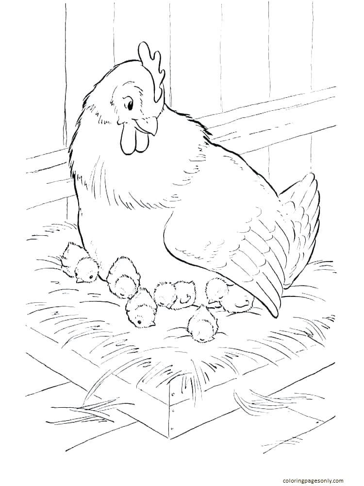 Pollo di gallina dal pollo