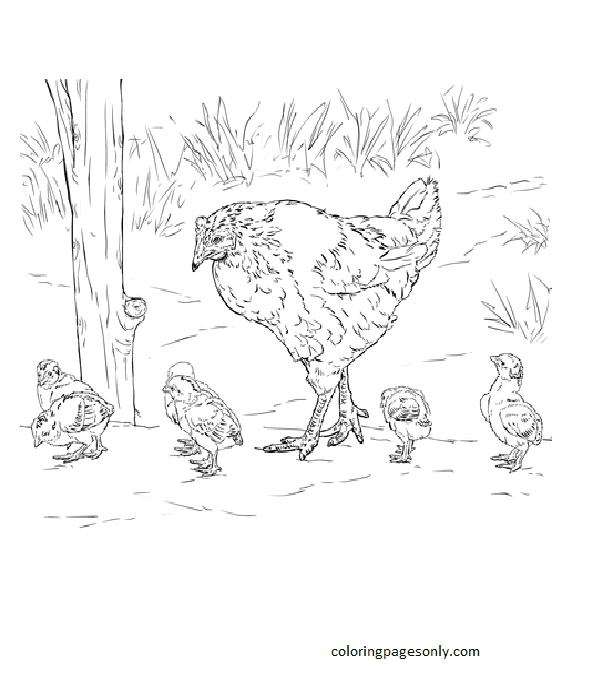 Hen with Chicks Coloring Page