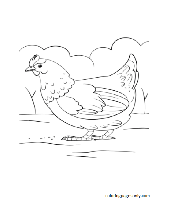 Henne vom Huhn