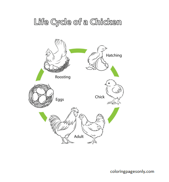 Life Cycle of a Chicken Coloring Page
