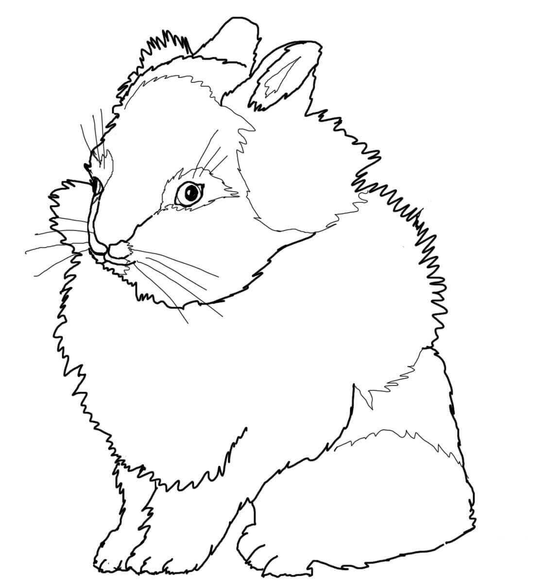 Lionhead rabbit has short ears and distinctive woolly mane Coloring Page