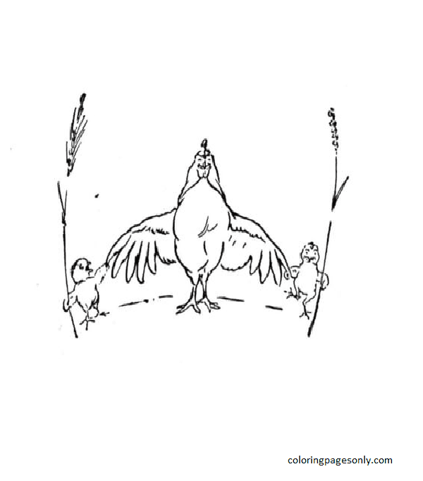 Mother Hen with little chickens Coloring Page