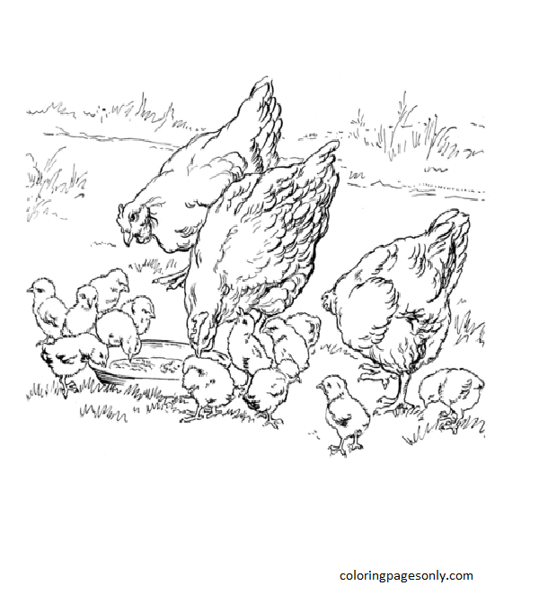 Mother hens and baby chicken Coloring Page