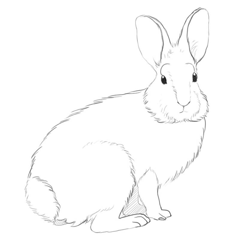 Mountain Cottontail Bunny With Long Hind Legs And A Large Tail Coloring Pages