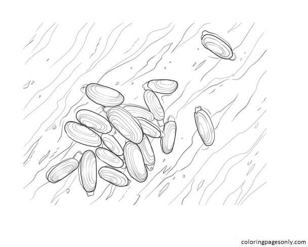 Pacific Razor Clam Coloring Pages