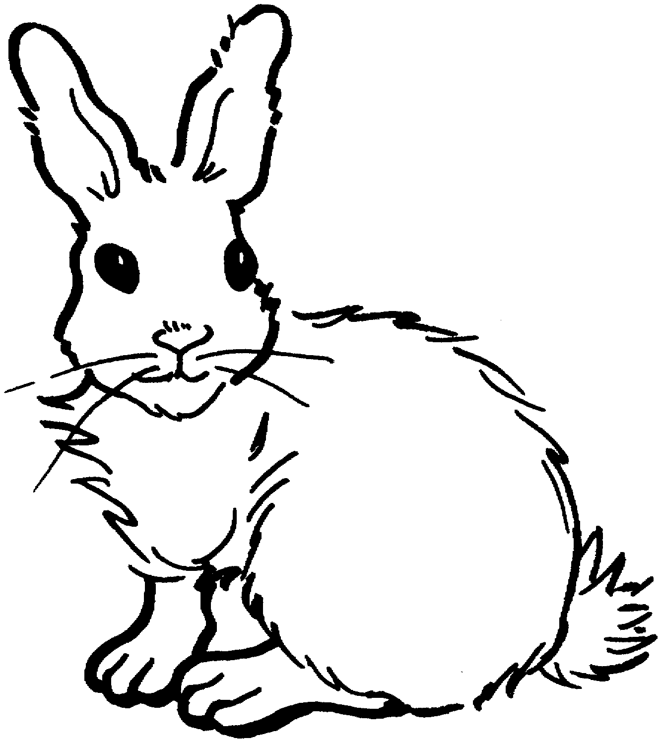 أرنب ذو لحيتين على كل جانب من خده من أرنب