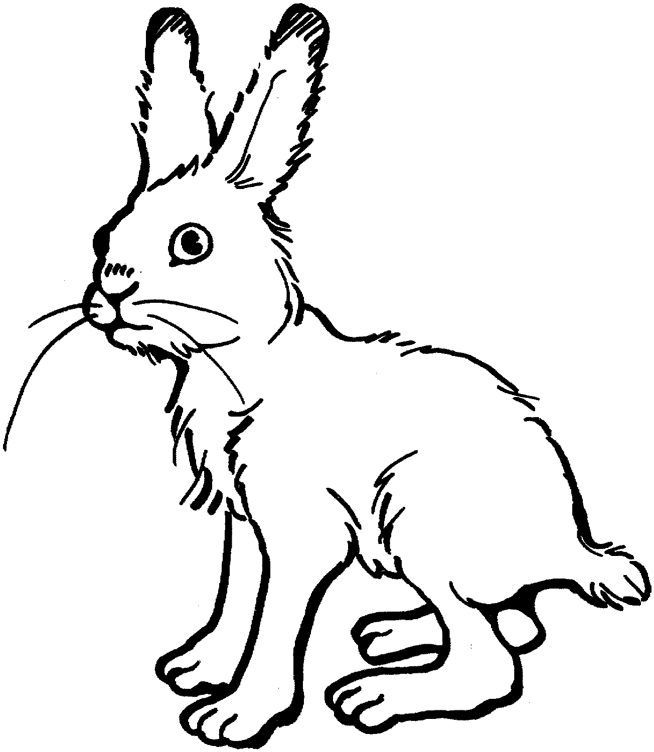 الأرنب طويل القامة لديه أربعة أرجل رفيعة من الأرنب