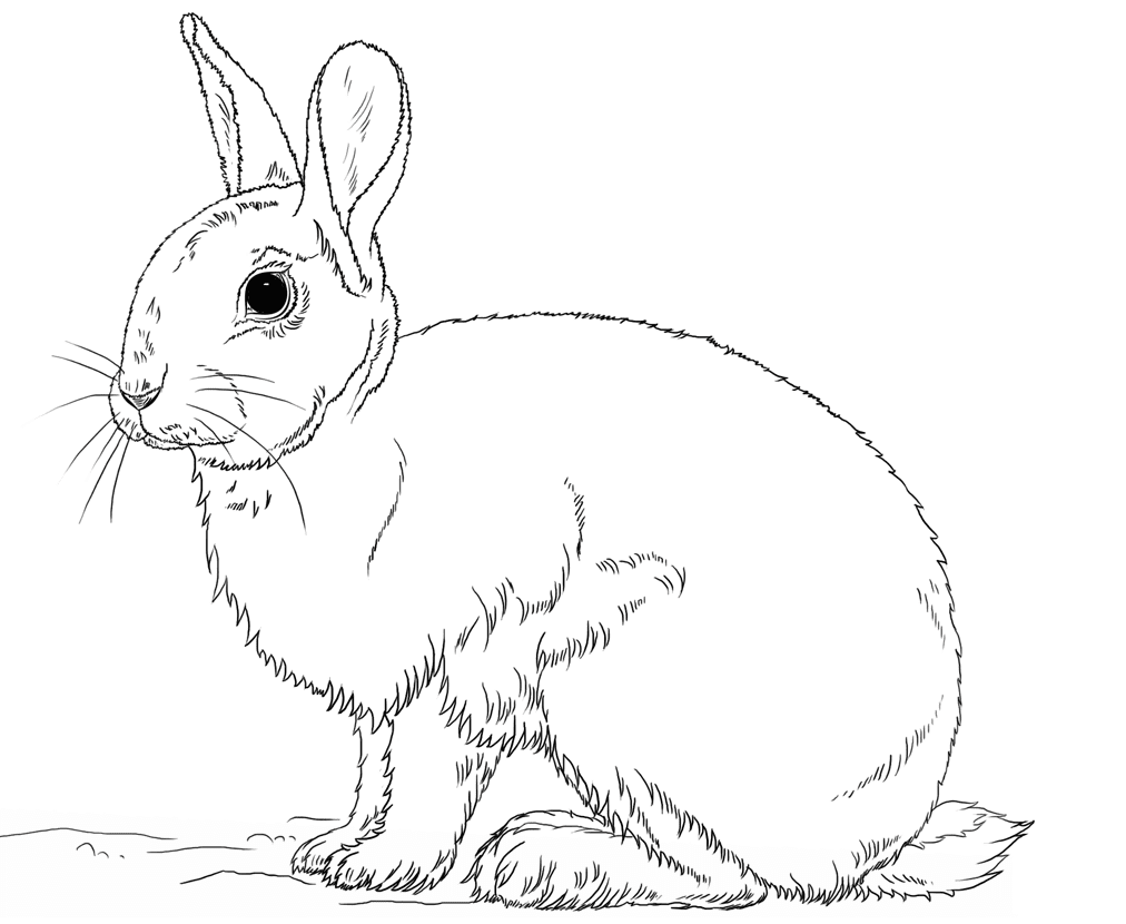 Short Ears Rabbit Has Cotton-ball Tail Coloring Pages