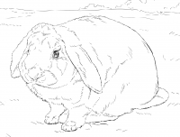 Sadness of old bunny with thick fur in the forest Coloring Page