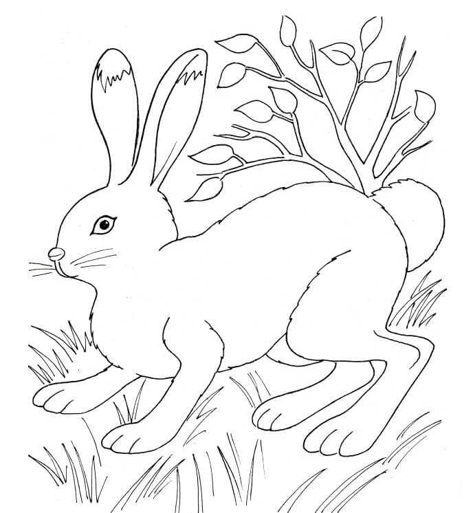 Rabbit Lies Down In The Grass Coloring Pages