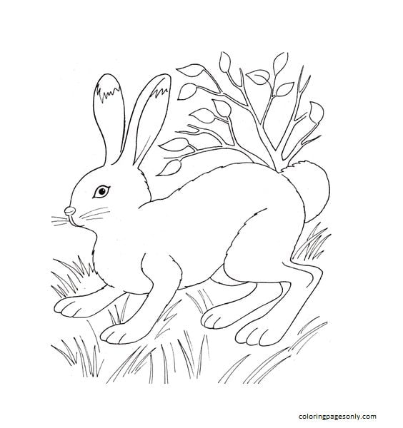 Rabbit In The Grass Coloring Page