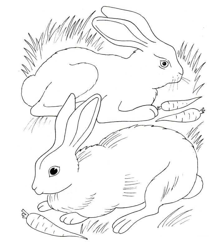 Kaninchenpaar frisst Karotten von Bunny