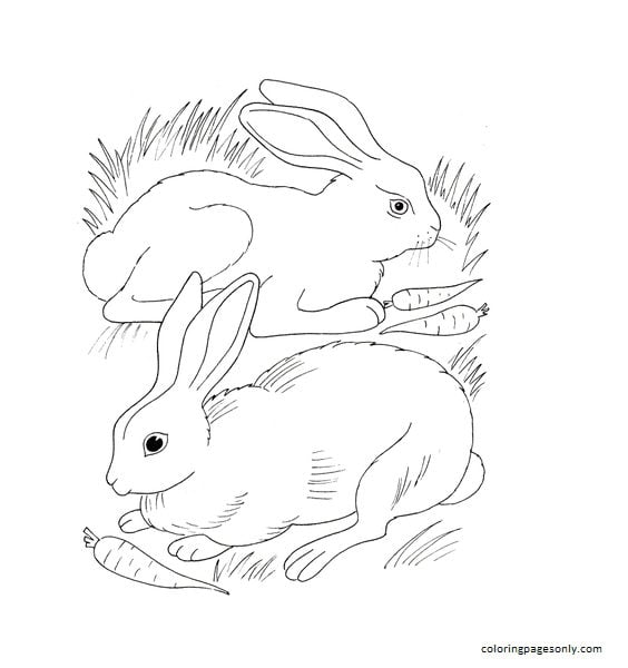 Rabbits Eating Carrots Coloring Page