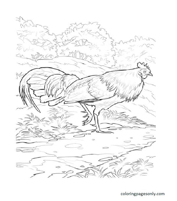Red Junglefowl Rooster Coloring Page