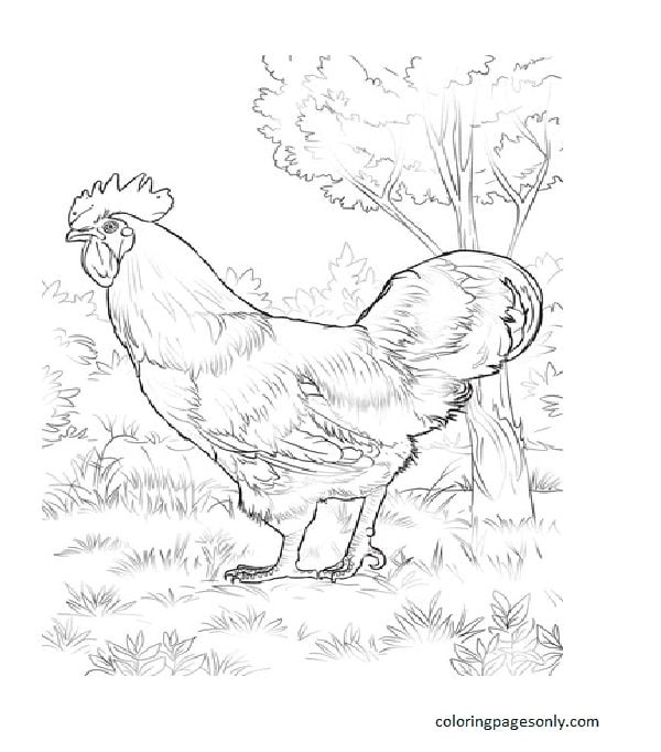 Rhode Island Red Rooster Coloring Page