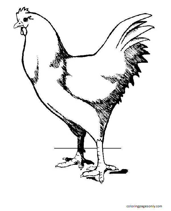 Hahn 5 vom Huhn