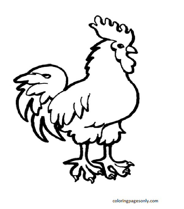 Gallo de pollo