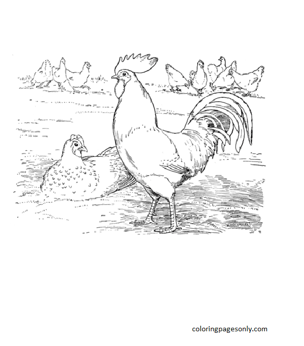 Rooster and hen laying eggs Coloring Page