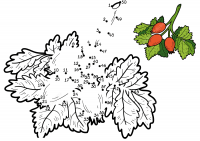 Connect the dots rosehip with a sample from 1-50 for toddlers Coloring Page