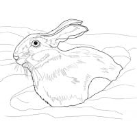 Snowshoe hare in snow drift Coloring Pages