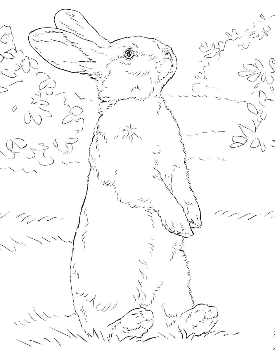 White bunny standing on hind legs Coloring Page