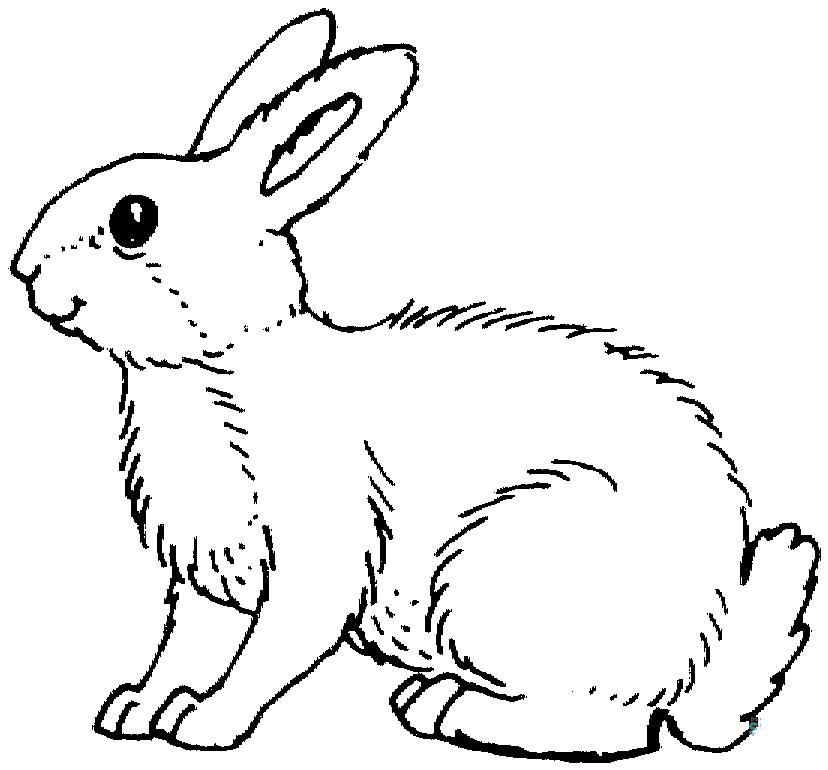 White Bunny Has Thick Fur Coloring Pages