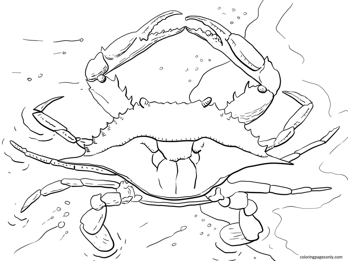 Atlantic Ocean Blue Crab from Crab