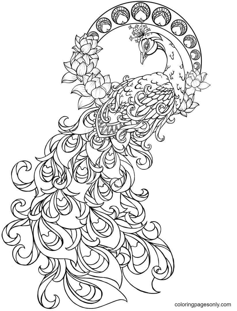 Beautiful Peacock 2 Coloring Pages Peacock Coloring Pages Coloring 