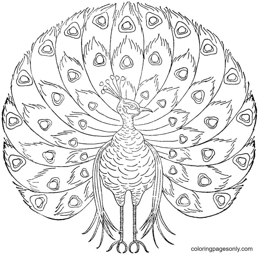 Beautiful Peacock Coloring Page