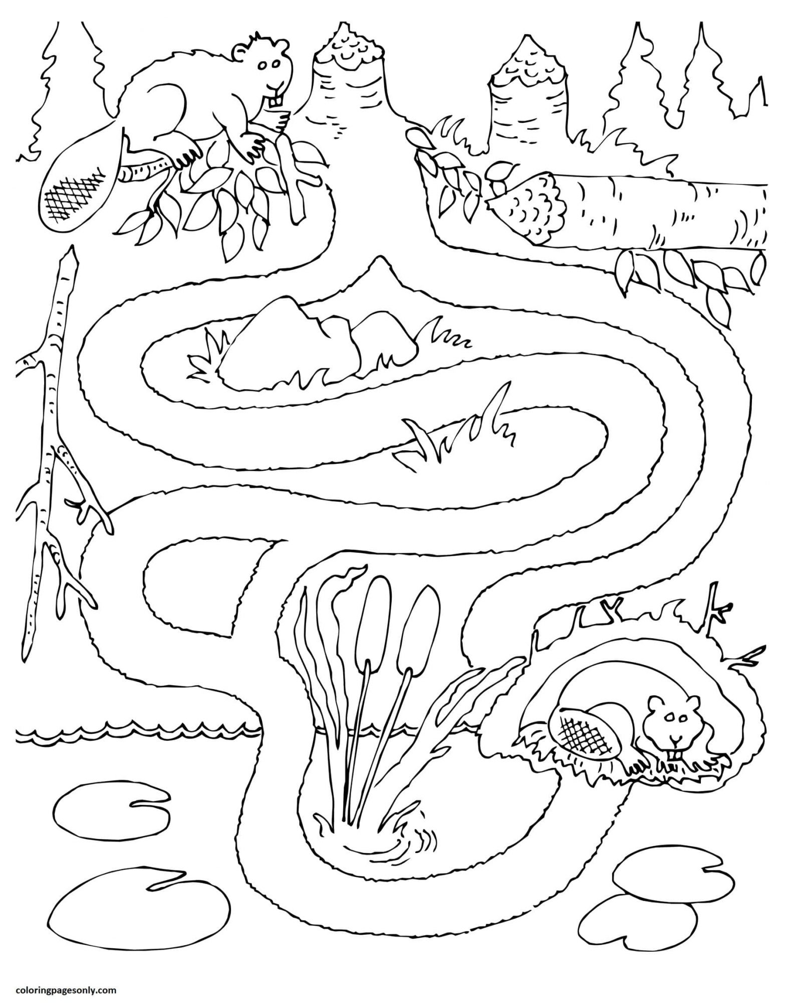 Beaver Activity Maze from Rivers
