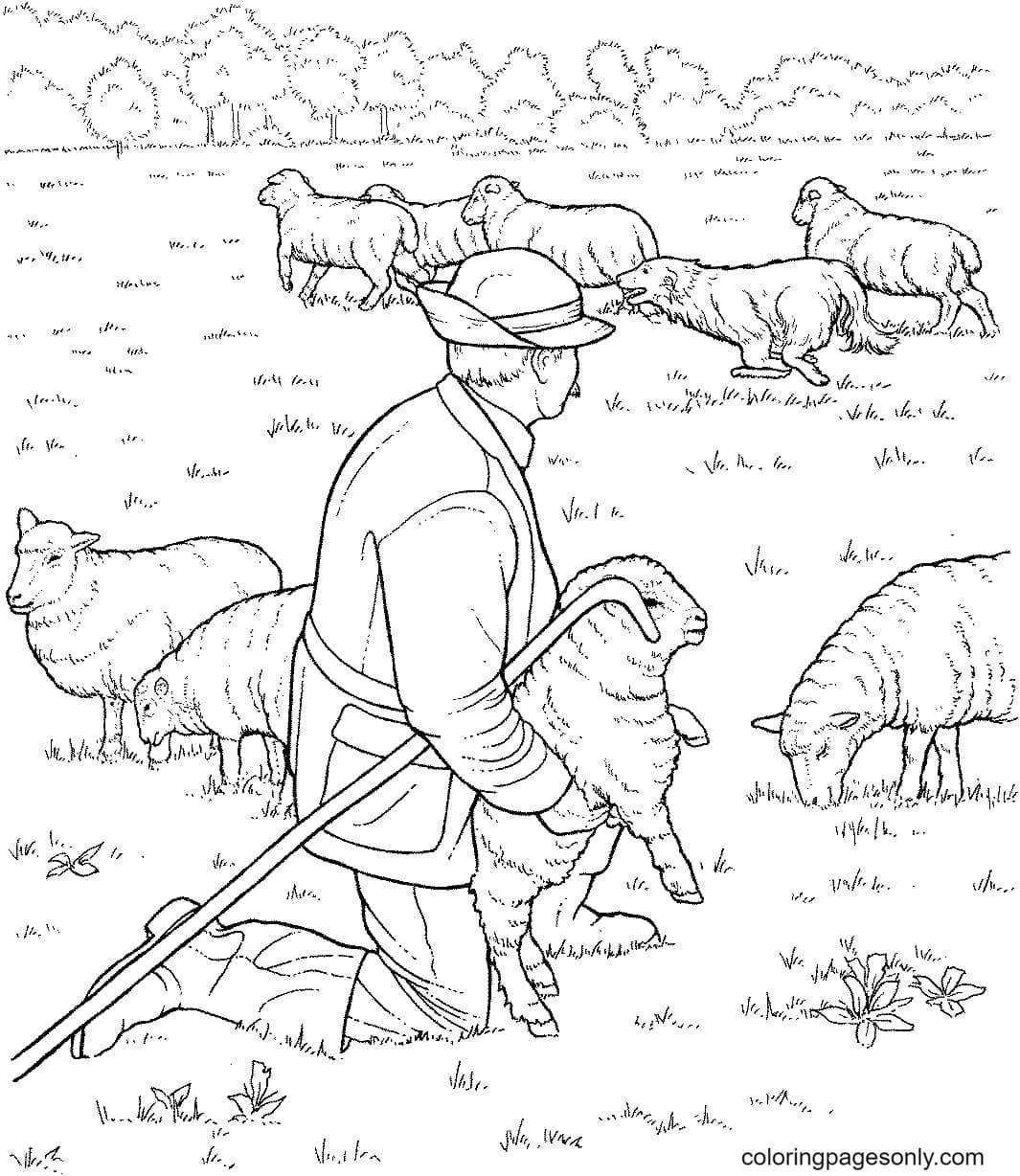 Пастушок раскраска для детей