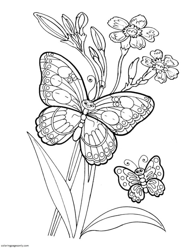 Mariposa 19 de Mariposa