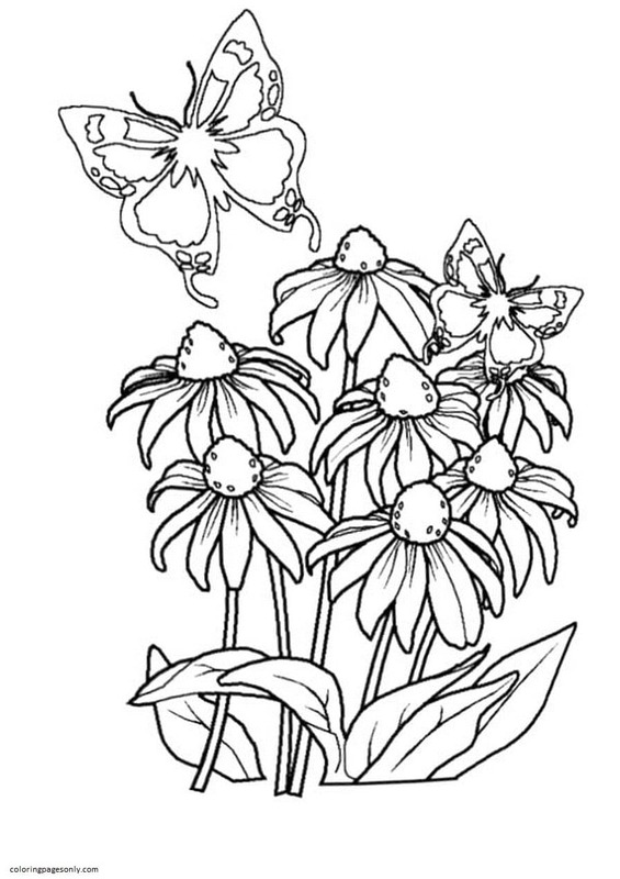 Butterfly 9 Coloring Page