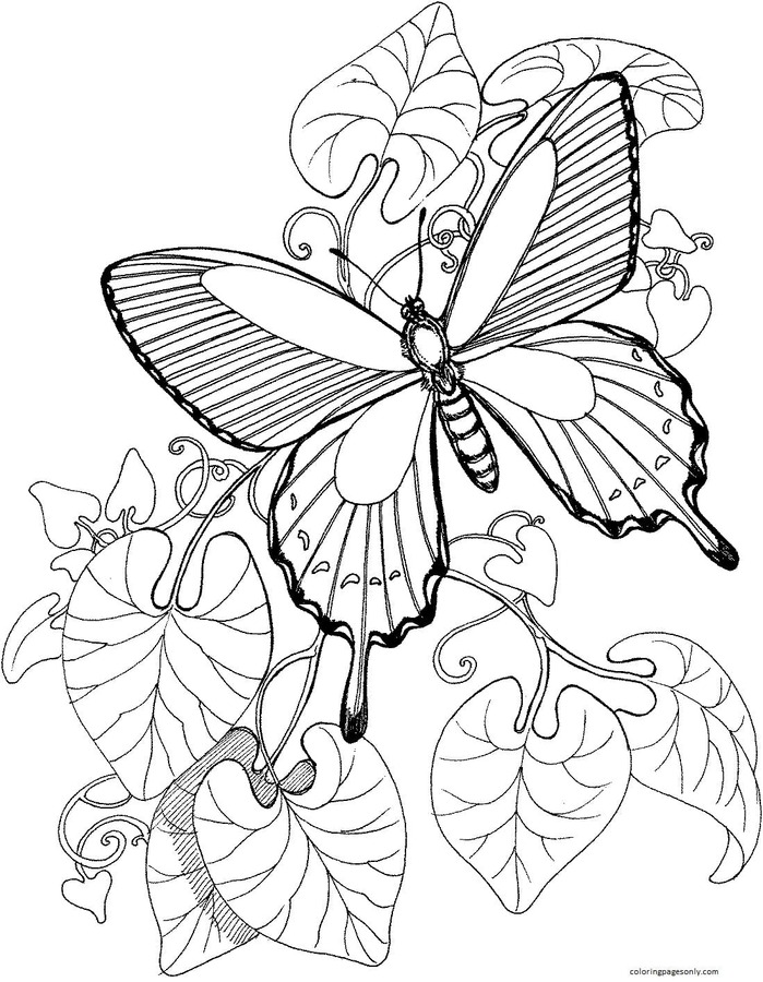 Butterfly Is Flying On The Garden Coloring Pages