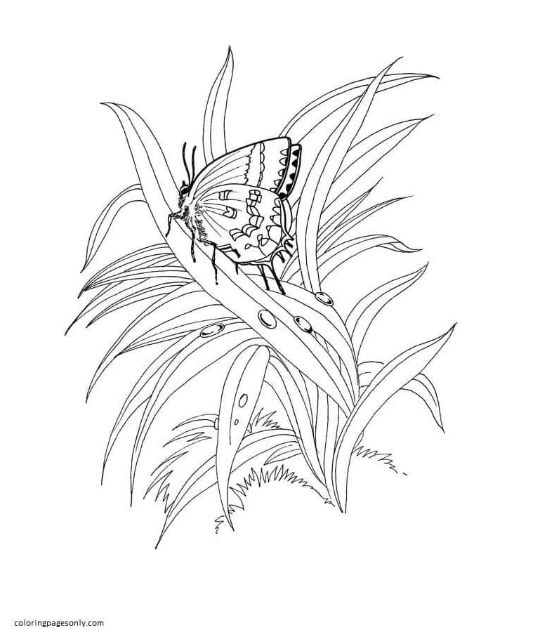 Butterfly Is Standing On The Plant Coloring Page